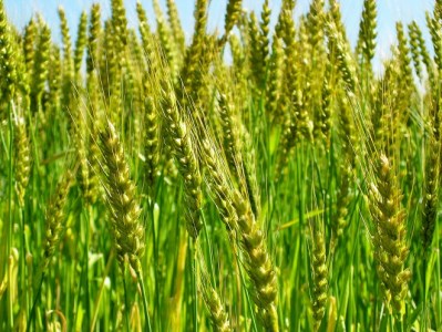 愛知県産 パン用 小麦粉 ゆめあかり 2.5kg × 4袋 計 10kg 6回 国産 強力粉 ブランド 小麦 強力系小麦粉 ふわふわ もっちり 甘味 チャック付き パン ホームベーカリー ベーグル 食