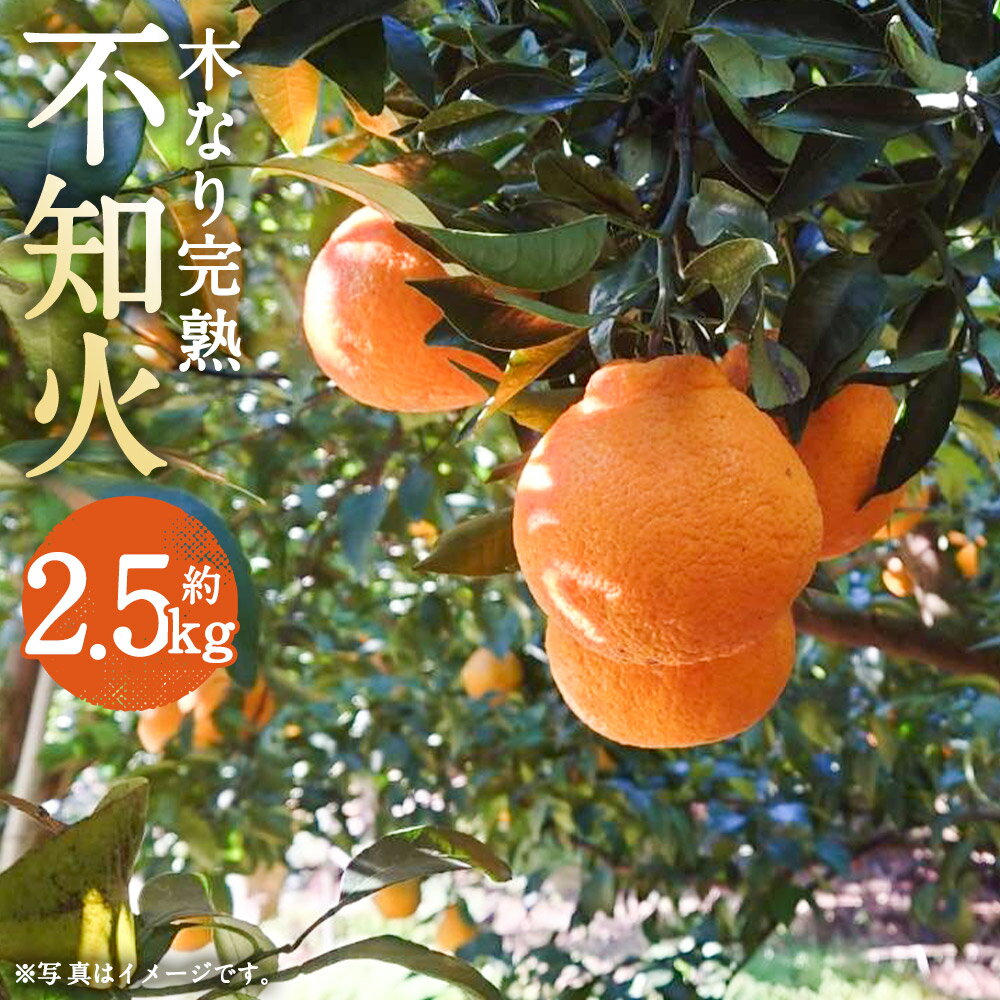 【ふるさと納税】数量限定 少量オススメ！ 木なり 完熟 不知火 約2.5kg フルーツ 蜜柑 柑橘 国産 長崎県産 九州産 デコポンと同一品種 送料無料【2026年3月上旬発送開始】