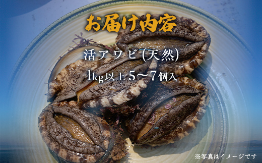 【2025年10月下旬以降発送】奥尻産天然アワビ１kg以上 【 ふるさと納税 人気 おすすめ ランキング あわび アワビ 鮑 貝 天然 魚介 蝦夷アワビ 新鮮 活あわび 活アワビ 北海道 奥尻町 送料