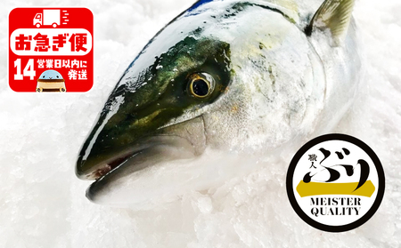 C3-4718／【鹿児島産ぶり】冷蔵・ぶり丸ごと1尾（内臓処理なし）