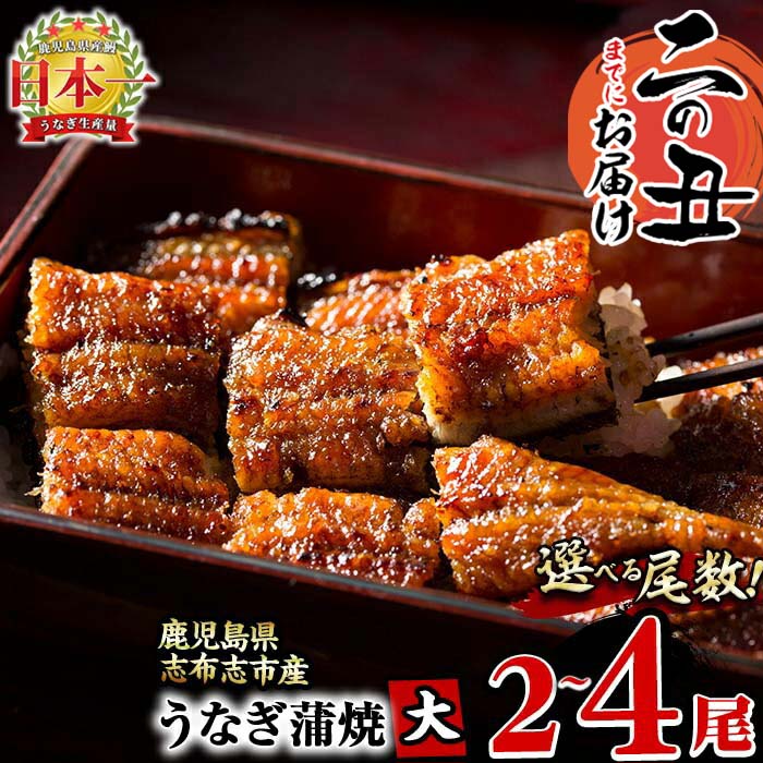 《丑の日までにお届け》鰻生産量日本一の鹿児島県産！うなぎの大楠＜大＞2尾セット計300g(150g×2)国産ウナギの蒲焼きを冷凍真空パック・たれ付きでお届け！