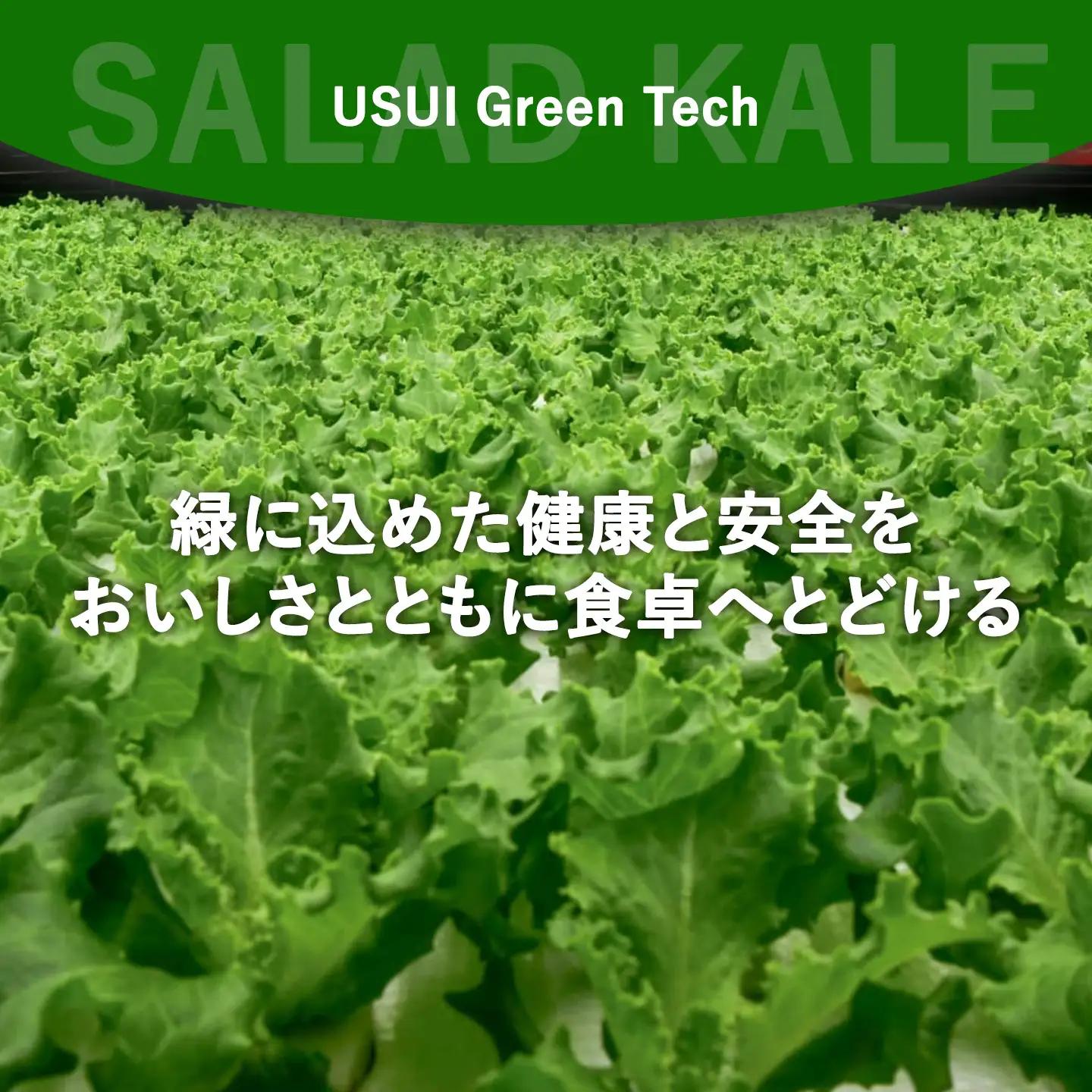 【無農薬】サラダケール 300g（約75g×4P）ケール