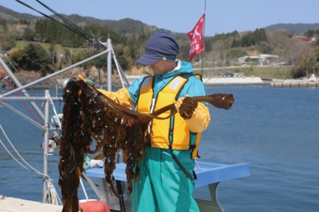 【一等級】三陸産わかめプレミアム200g×1袋 [かわむら家 宮城県 気仙沼市20562840] ワカメ わかめ 国産 三陸 塩蔵わかめ