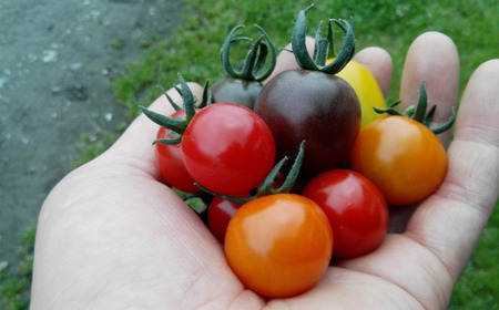 ＜2024年7月上旬よりお届け＞北海道壮瞥町産　大作農園「夏アスパラとカラフルミニトマト」のセット約1kg 先行予約【 ふるさと納税 人気 おすすめ ランキング アスパラ あすぱら トマト とまと ミ