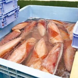 セーイカ お刺身用 約2kg(200g×10柵)【配送不可地域：離島】【1564827】