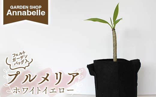 FK7-0191 プルメリア ホワイトイエロー （フェルトガーデンバッグ入）花 フラワー フェルト バッグ 園芸