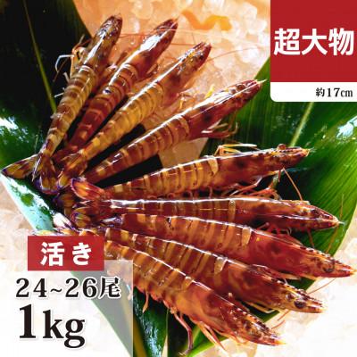 ふるさと納税 宜野座村 【養殖場から直送】活き車海老 超大物サイズ 約1kg(24〜26尾/約17cm)