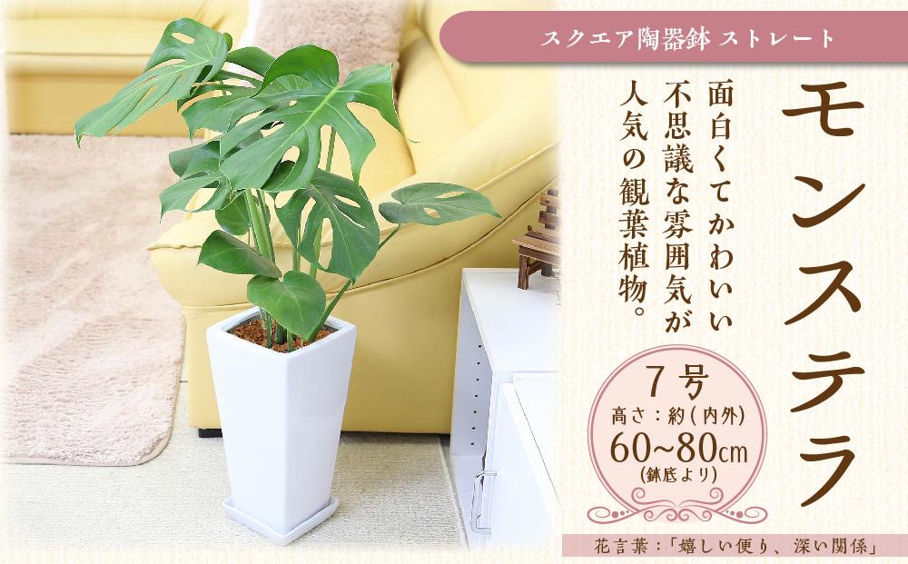 【観葉植物】モンステラ 7号 スクエア陶器鉢 ストレート 土の表面:ウッドチップ ｜観葉植物 インテリア 部屋 おしゃれ 福岡県筑前町 送料無料