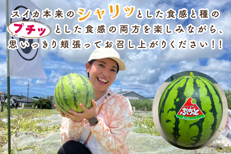 【2025年5月中旬より順次発送】タネまで食べられる？！ タネまで美味しいスイカ「ぷちっと」約3kg（1玉）｜沖縄 沖縄県 豊見城市 ふるさと納税 果物 スイカ フルーツ すいか 送料無料(CI001