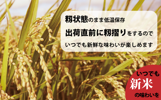 令和7年産　籾貯蔵今摺米 無洗米きたくりん【A-041】