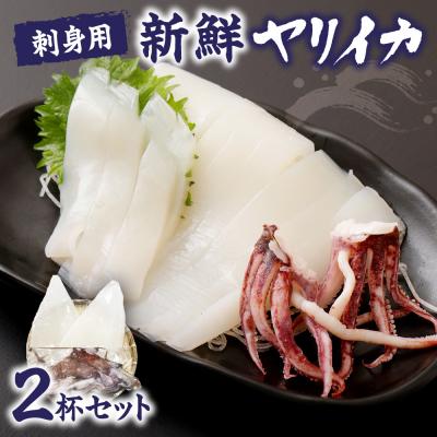 ふるさと納税 宗像市 刺身用 新鮮ヤリイカ2尾セット(宗像鐘崎産)【マルケイ水産】_HA0416