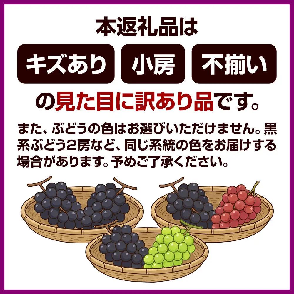 沼田市産 ぶどう おまかせ2種 全2房 (約1kg～1.5kg) ご家庭用 まるいぶどう園