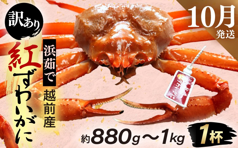 
            【訳あり】≪浜茹で≫越前産 紅ずわいがに × 1杯（生で約880g～1kg）【紅ズワイガニ カニ かに 蟹】【紅ずわいがに】【10月発送分】 [e80-x001_10]
          