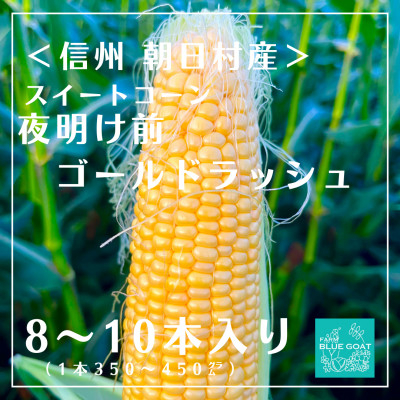 
            ＜信州朝日村産＞ 夜明け前 ゴールドラッシュ　8～10本　<2025年7月中旬～順次配送>【1499365】
          