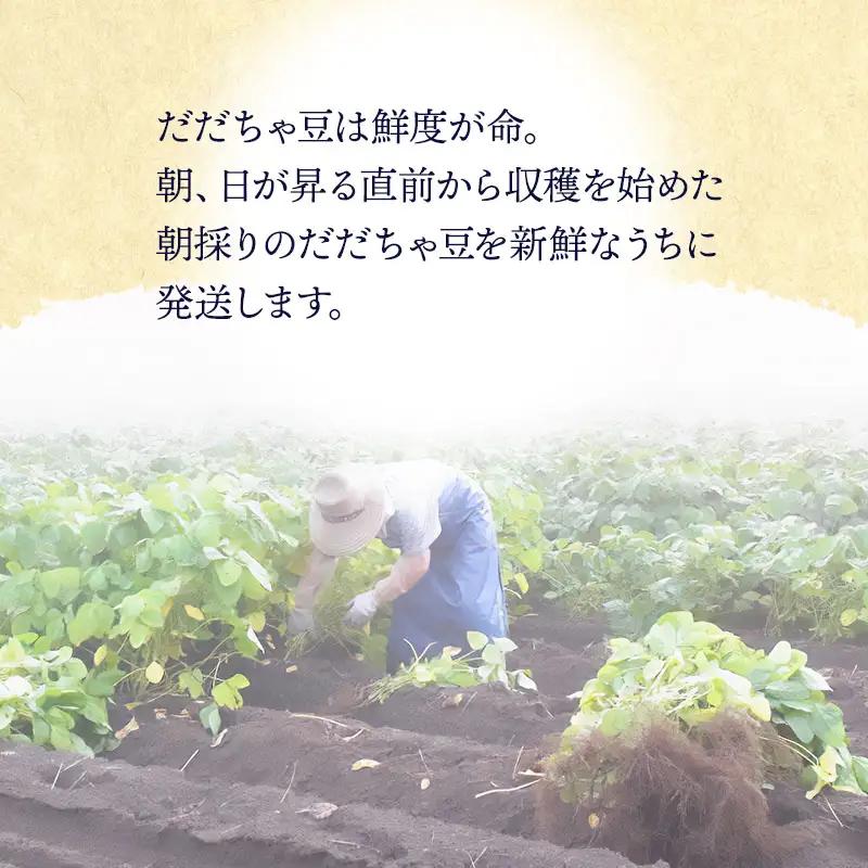 【令和8年産先行予約 】木村九八郎の朝採り！新鮮！だだちゃ豆「本豆」1.5kg（500g×3袋） 山形県鶴岡市産　K-829