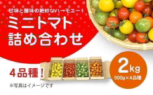 【先行予約】【11月から発送】甘味と酸味の絶妙なハーモニー! ミニトマト 詰め合わせ 2kg（500g×4品種）/ ふるさと納税 やさい 野菜 とまと トマト ミニトマト 赤 黄 緑 茶色 カラフル 詰め合わせ 千葉県山武市 SMCA002