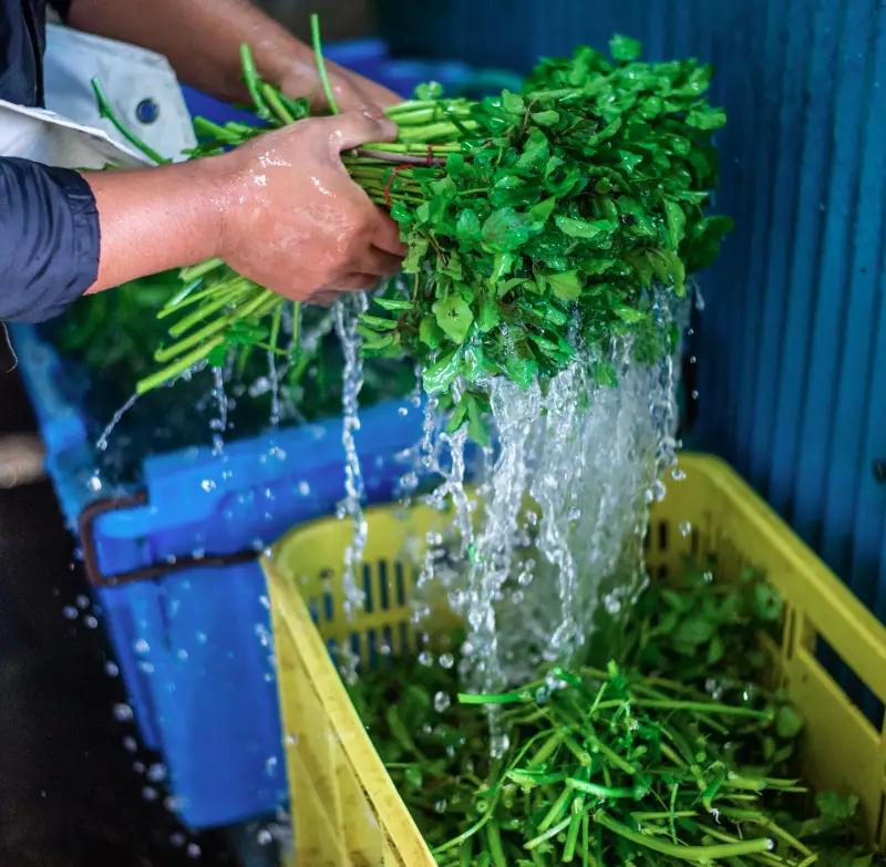 茨城県産 クレソン 100g×30袋 3kg