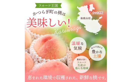 先行予約！【モモ】川中島白桃　2kg 6～8個入 【秀品】 / こだわり 農家厳選  もも フルーツ 果物 くだもの 食品 人気 おすすめ 送料無料 ※2027年7月末頃～8月末頃に順次発送予定（お届