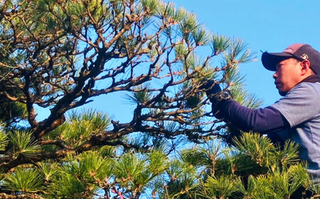 お庭のお手入れサービス（剪定・伐採・除草）25,000円分【堀造園】[AYCY004]