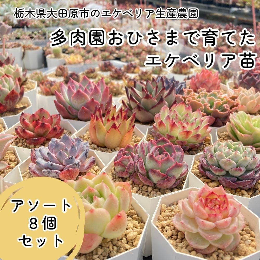 
【多肉植物】エケベリア苗アソート8個セット
