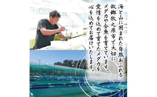 129-4 魚介 魚類 魚 幹之フルボディ 10匹 めだか 飼育 初心者 おすすめ 水槽 インテリア 生物 鑑賞 美 静岡県 牧之原市 丸長