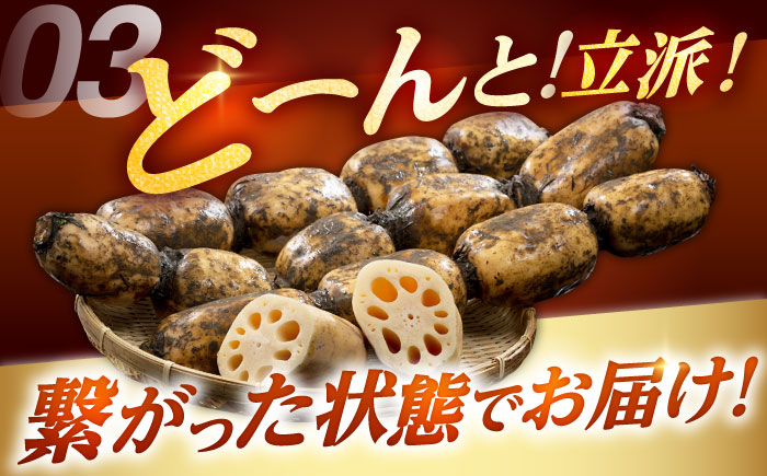 【R7年10月以降発送】 白石町産 泥付きれんこん （4kg） 【佐賀県農業協同組合】蓮根 [IAK015]