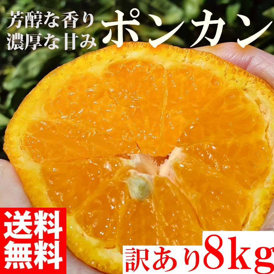 
                  ぽんかん ポンカン 8kg 訳あり 産地直送 オレンジ フルーツ 果物
                