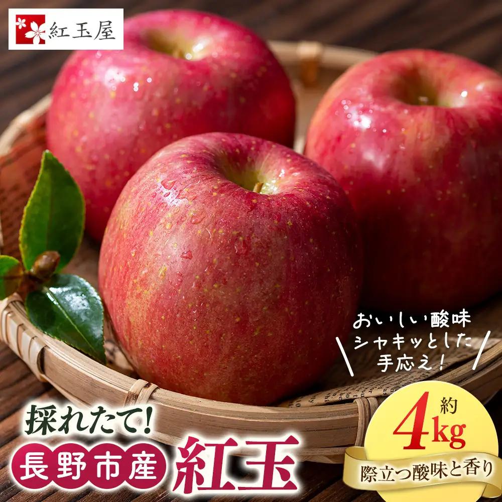 紅玉屋 長野市産 紅玉 4kg【2026年9月下旬以降の出荷分】（紅玉屋） | りんご 林檎  フルーツ りんご