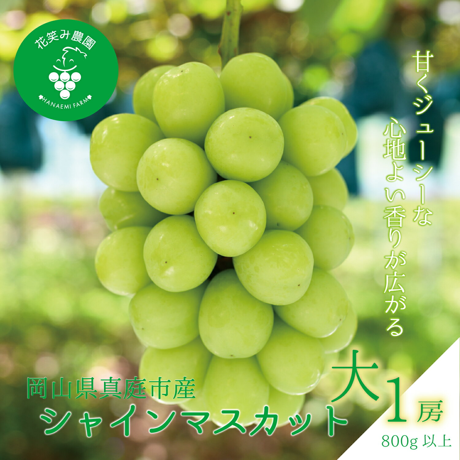 【ふるさと納税】 岡山　花笑み農園のブドウ 『シャインマスカット』800g以上(大1房)S-大1 hana34 【2025年9月下旬～順次発送】【配送不可地域：離島】 真庭 国産 産地直送 フルーツ 葡萄 果物 贈答 ギフト 先行予約 おすすめ 大人気 ぶどう 【1393974】