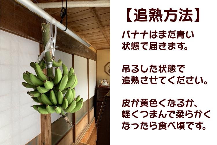 園田 バナナ園 北限 の 露地バナナ  5房　NFN251【600pt】