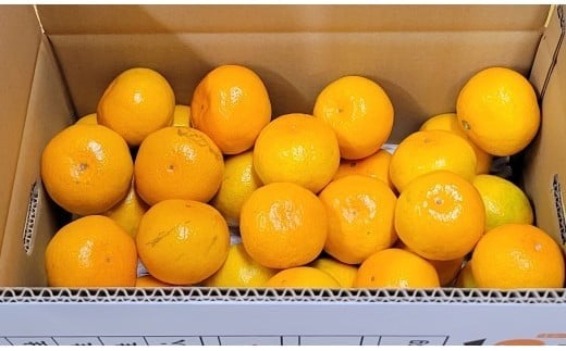 
                  石橋果樹園 五代目みかん 4.5kg（40～50個）
                