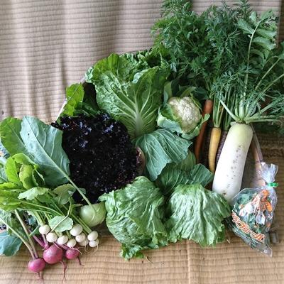 ふるさと納税 吉田町 農家からお届け【桑高農園】新鮮野菜セット