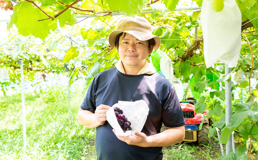 【先行予約】シャインマスカット 2房から3房 (約1.6kg) 