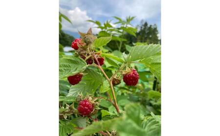 信州戸隠高原きいちご(ブラックベリー1個・ラズベリー1個)ジャム 長野県 長野市 お土産 ギフト 朝食 お取り寄せ