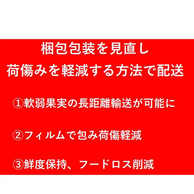 数量限定 いちじく 蓬莱柿 ほうらいし 約1kg 8粒～12粒 朝穫れ 果物 フルーツ 無花果 イチジク 愛知県産 デザート おやつ 食後 朝採り 産地直送 お取り寄せ 送料無料 名古屋西青果 愛知県