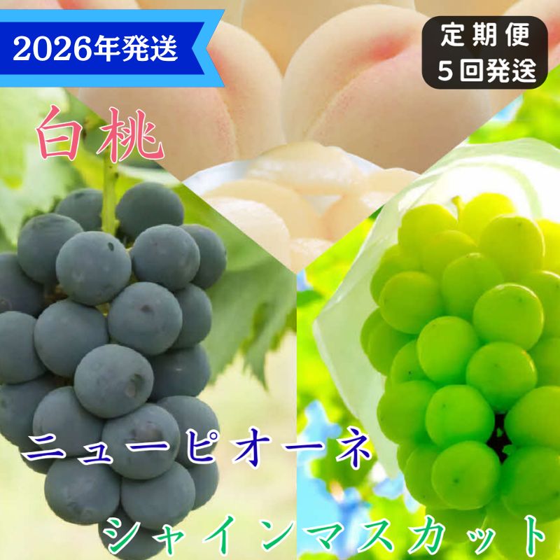 【ふるさと納税】【2025年先行受付】 白桃 ニューピオーネ シャインマスカット 晴王 5回 定期便 桃 もも モモ ぶどう 葡萄 ブドウ 岡山県産　御中元 ギフト 御礼 プレゼント 御礼 御祝 御供 果物 くだもの フルーツ　お届け：2026年7月上旬～2026年9月中旬