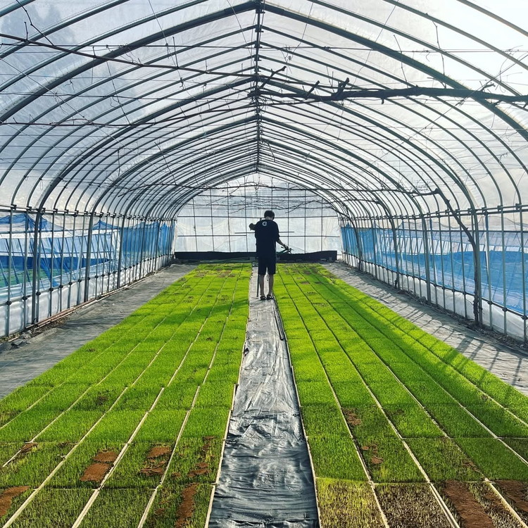 【令和7年度産 新米予約】 米 ゆうだい21 5kg 生産者直送 白米 精米 ※2025年11月下旬頃より順次発送予定 ※沖縄・離島への配送不可