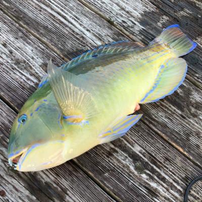 ふるさと納税 中城村 沖縄三大高級魚 マクブ 3kg(下処理済み・冷蔵発送)