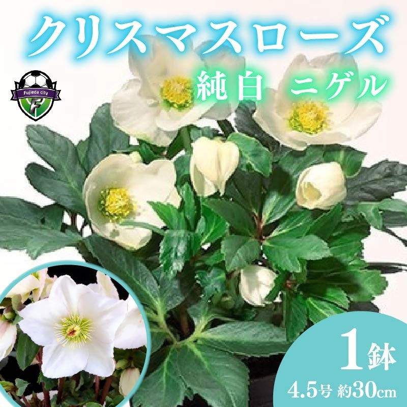 
                  【 先行予約 ：2026年12月から発送 】 花 クリスマス ローズ バラ 薔薇 開花 株 4.5号 鉢植え 純白 ニゲル 季節 冬 ガーデニング ガーデン 庭 贈答 プレゼント ギフト オンライン決済限定
                