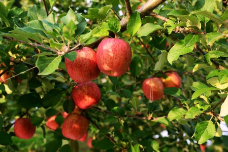 ちいちゃんの想い出りんご6本入り (果汁100% りんごジュース 720ml×6本瓶入り)｜青森産 津軽 つがる リンゴ 飲料 瓶ジュース [0357]