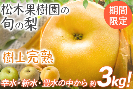 梨 【先行予約】期間限定 松木果樹園の旬の梨 約3kg  ≪7月下旬～9月上旬に順次出荷予定≫ 幸水 新水 豊水 農家直送 樹上完熟 フルーツ 果物 ギフト 福岡