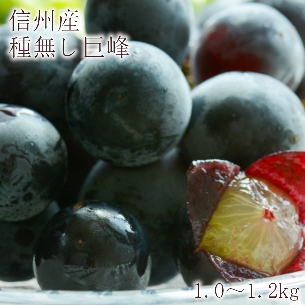 
            J0951 h種無し巨峰 1.0～1.2kg【2025年9月下旬以降出荷分】（平林農園）
          