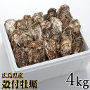 【ふるさと納税】殻付牡蠣 4kg｜朝どれ 生牡蠣 かき 大容量 産地直送 濃厚 冷蔵 新鮮 旬 広島県 宮島 瀬戸内海 国産 加熱調理用 ふるさと ランキング 人気 [1381]