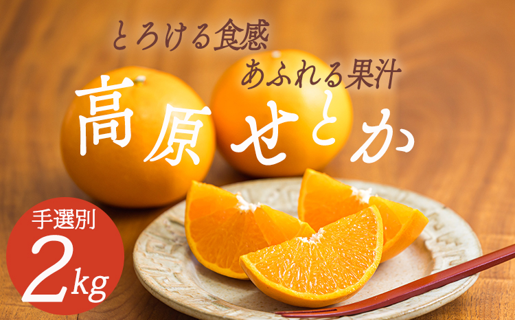 【先行受付・数量限定】柑橘の高級種ブランド《甘味たっぷり》 高原町産の柑橘「せとか」ご家庭用 約2kg（大小混合6〜8玉）TF0746-P00068