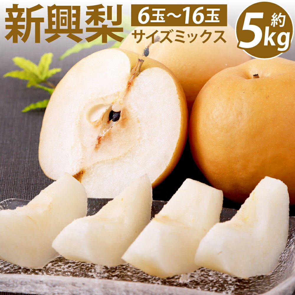 【ふるさと納税】 【先行予約】 熊本県産 新興梨 サイズミックス 約5kg 6玉～16玉 梨 ナシ 熊本県 八代市 果物 フルーツ 旬 送料無料 【2025年9月下旬より順次発送】