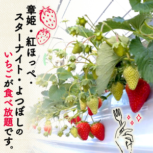 上杉農園のいちご狩り 2026年1月～発送 大人1人利用券 イチゴ いちご いちご いちご いちご いちご
