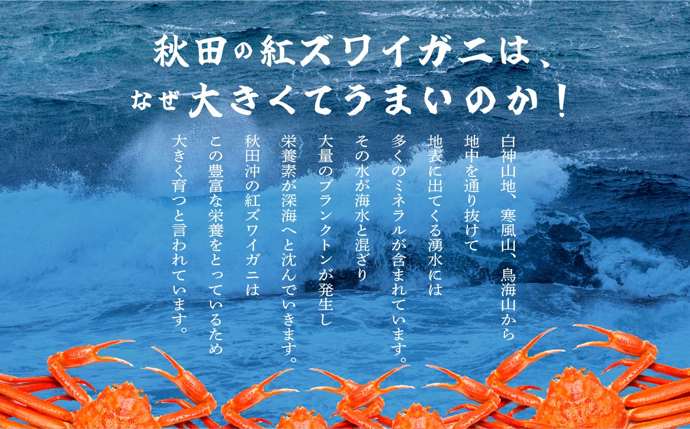 日本海沖産 紅ズワイガニ600g前後×2匹 約1.2kg/冷凍