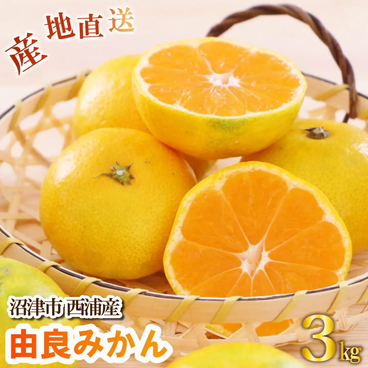 【先行予約】由良みかん 約3kg 沼津市 西浦 みかん