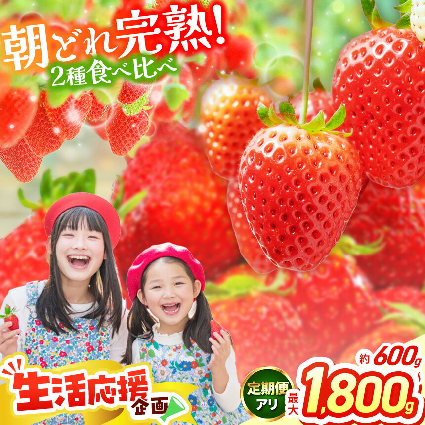 【ふるさと納税】 いちご 定期便 選べる スカイベリー＆とちあいか スカイベリー＆とちおとめ 食べ比べ 300g×2 2箱 3箱 | 果物 くだもの フルーツ 苺 イチゴ とちあいか とちおとめ スカイベリー 食べ比べ 美味しい デザート 栃木県 那珂川町 送料無料 先行予約 選べる