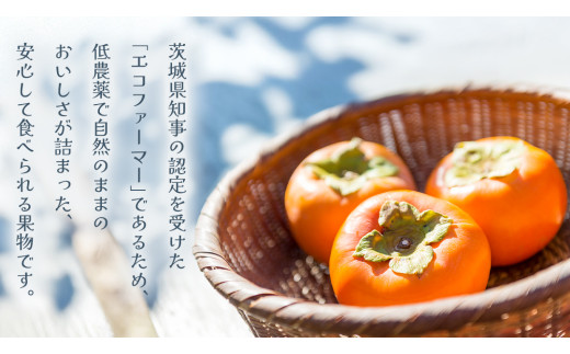 富有柿 12～16玉（茨城県共通返礼品：かすみがうら市） 【2026年11月中旬発送開始】 柿 かき 富有カキ ( 1箱 ) 果物 フルーツ くだもの カキ 富有かき 秋 旬 発送 産地直送 農家直送